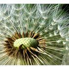 Pusteblume