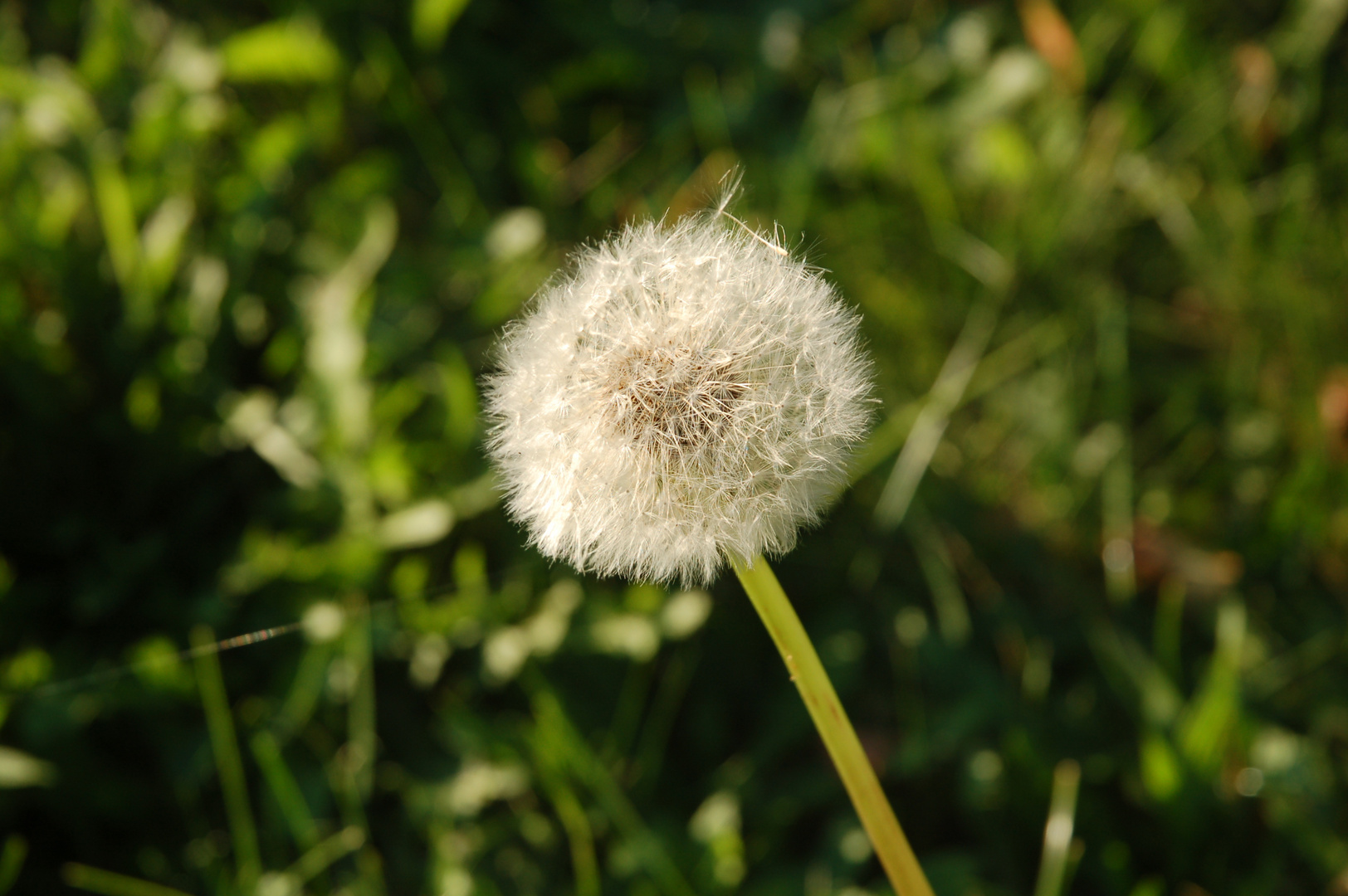 Pusteblume