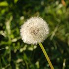 Pusteblume