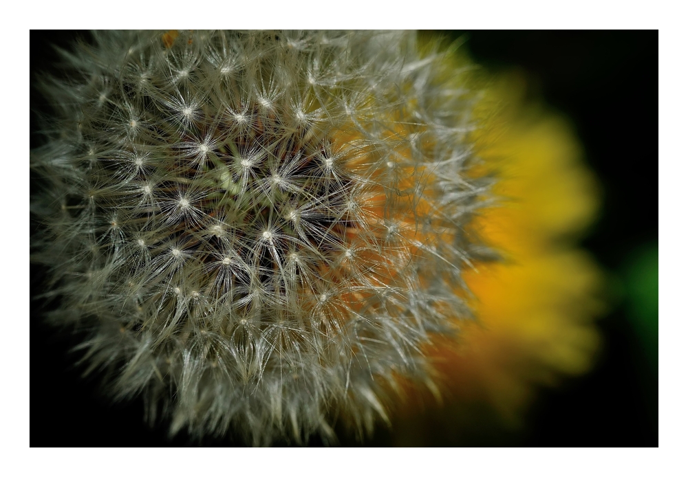 Pusteblume