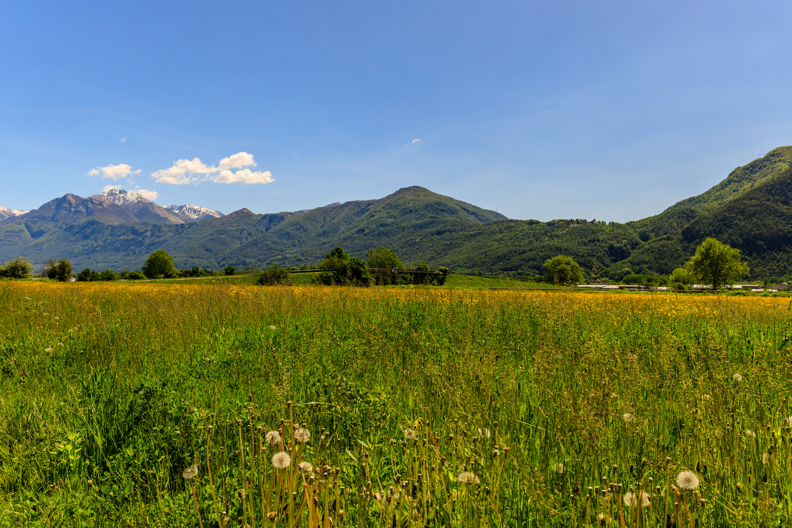 Pusteblume