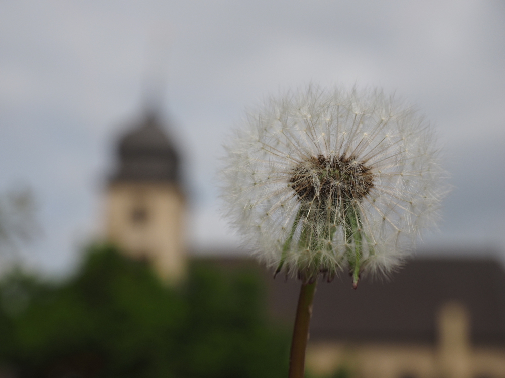 Pusteblume