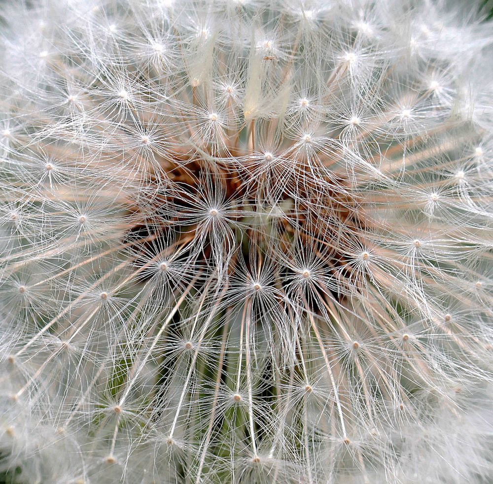 Pusteblume