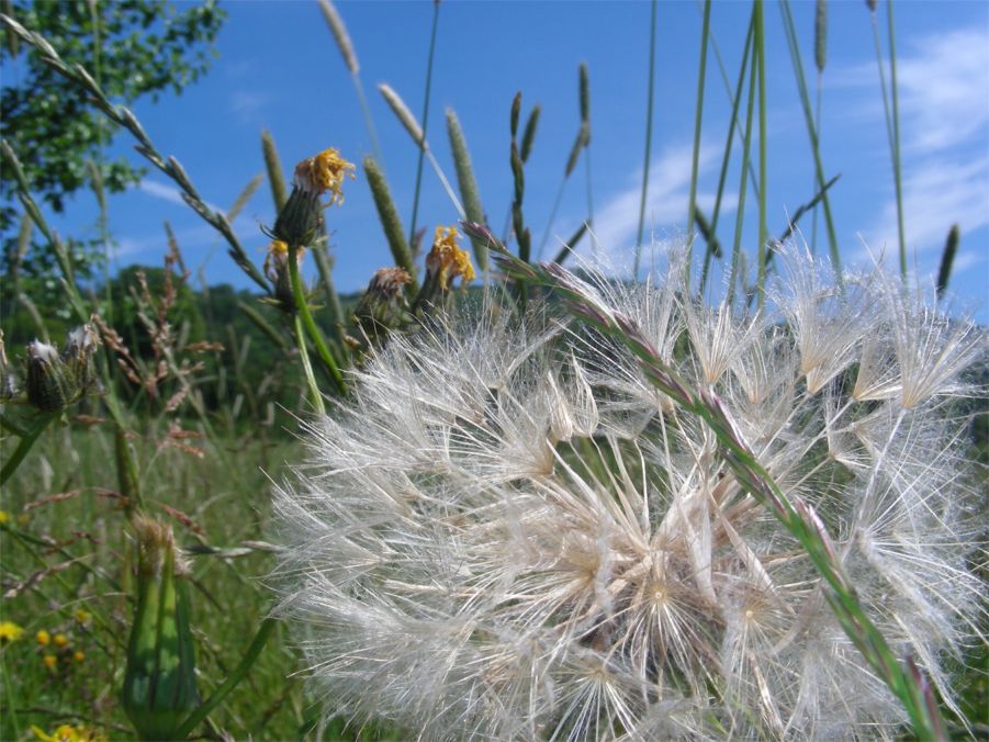 Pusteblume