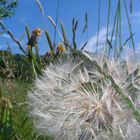 Pusteblume