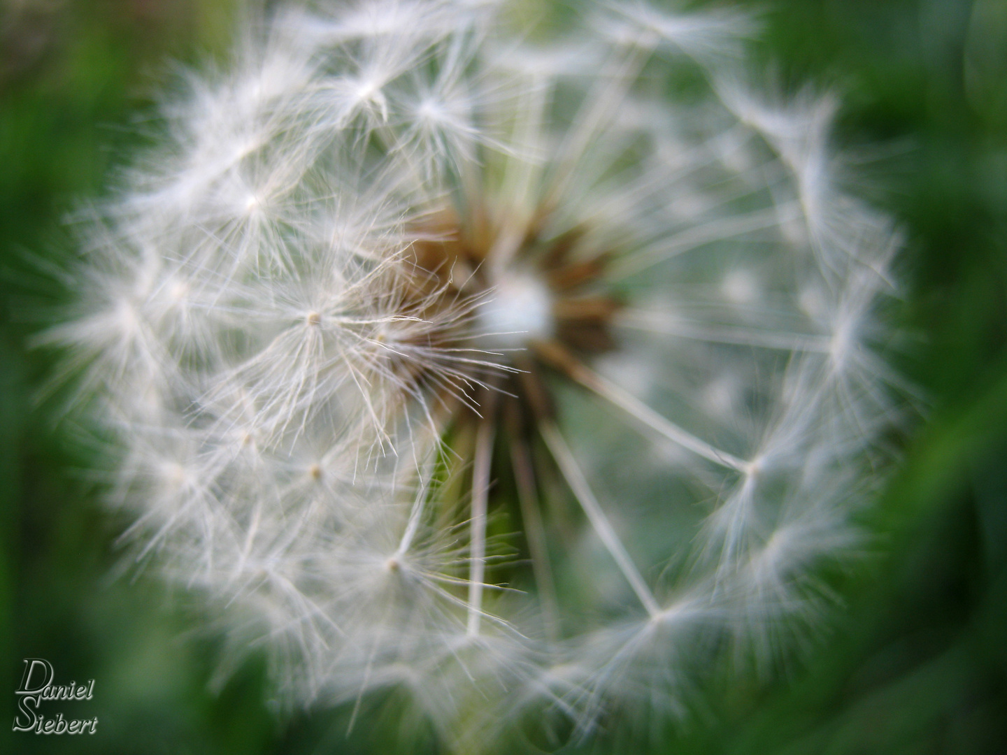 Pusteblume