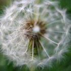 Pusteblume