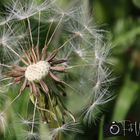 pusteblume 