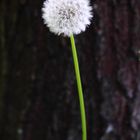 Pusteblume