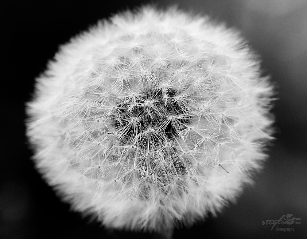 Pusteblume