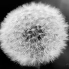 Pusteblume