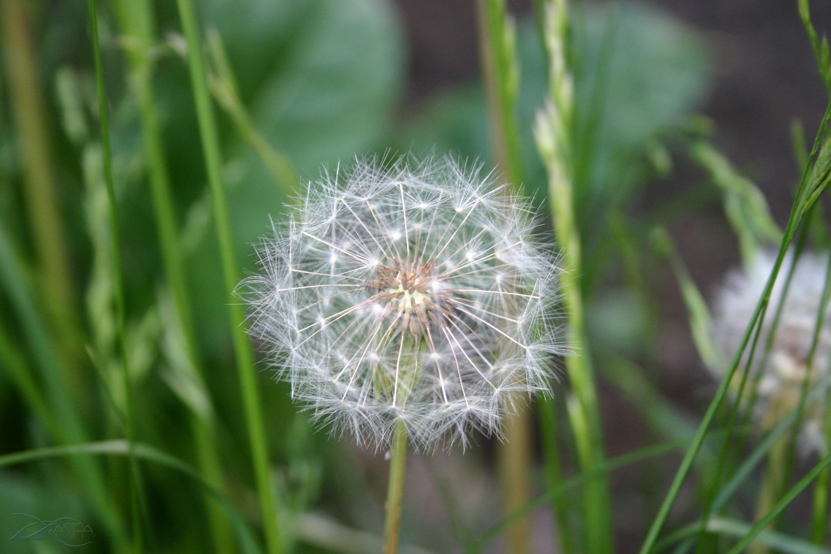 Pusteblume