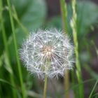 Pusteblume