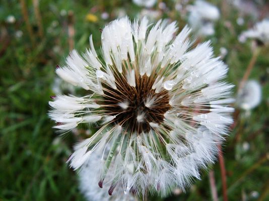 Pusteblume