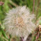 Pusteblume