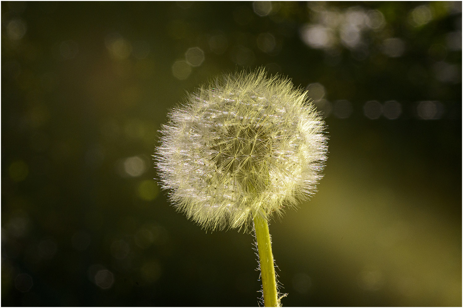 Pusteblume 