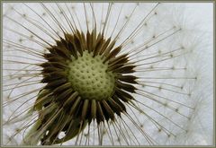 Pusteblume