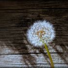 Pusteblume