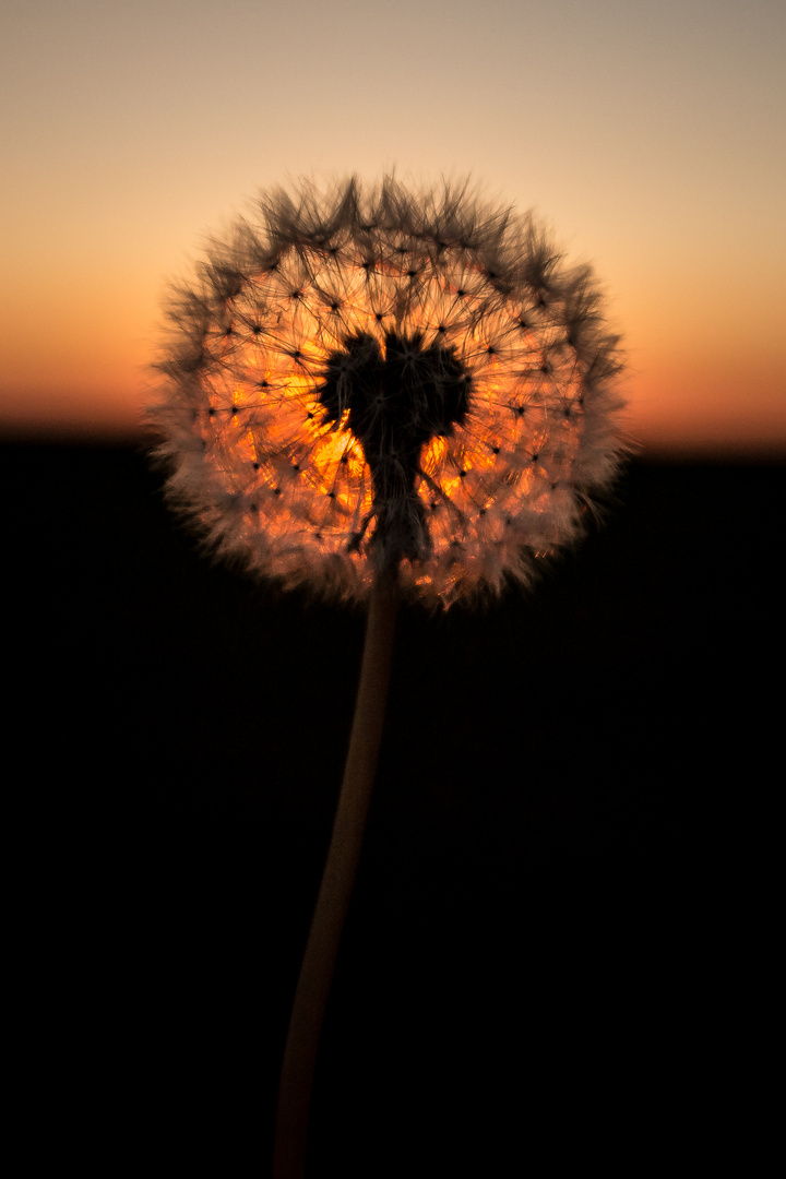 Pusteblume