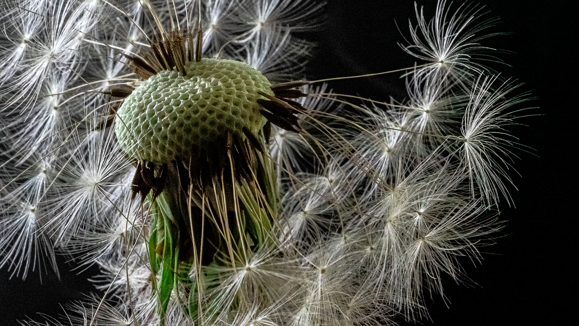 Pusteblume