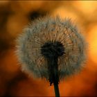 Pusteblume...