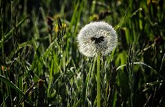 Pusteblume