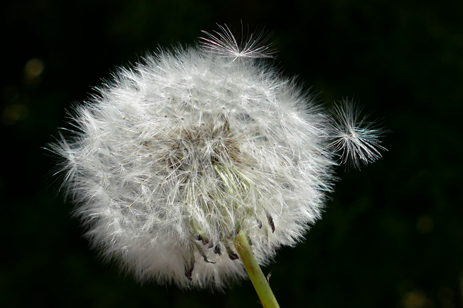 Pusteblume