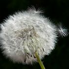 Pusteblume