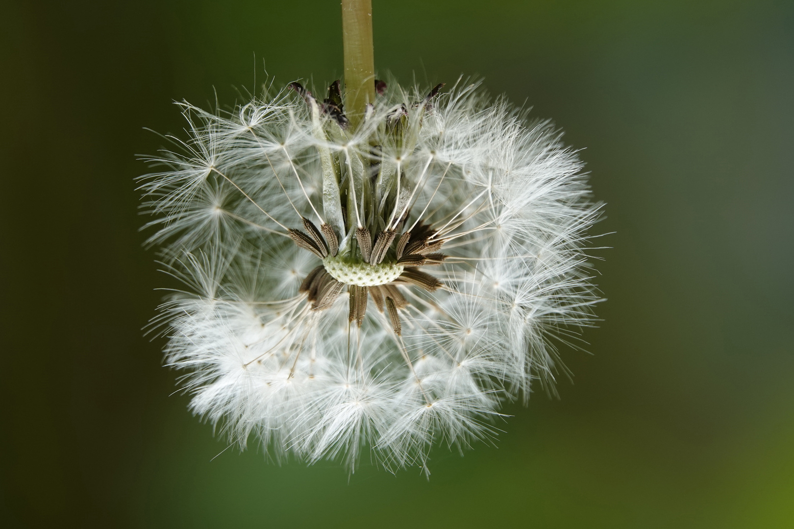 Pusteblume