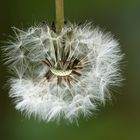 Pusteblume