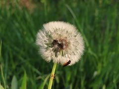 Pusteblume