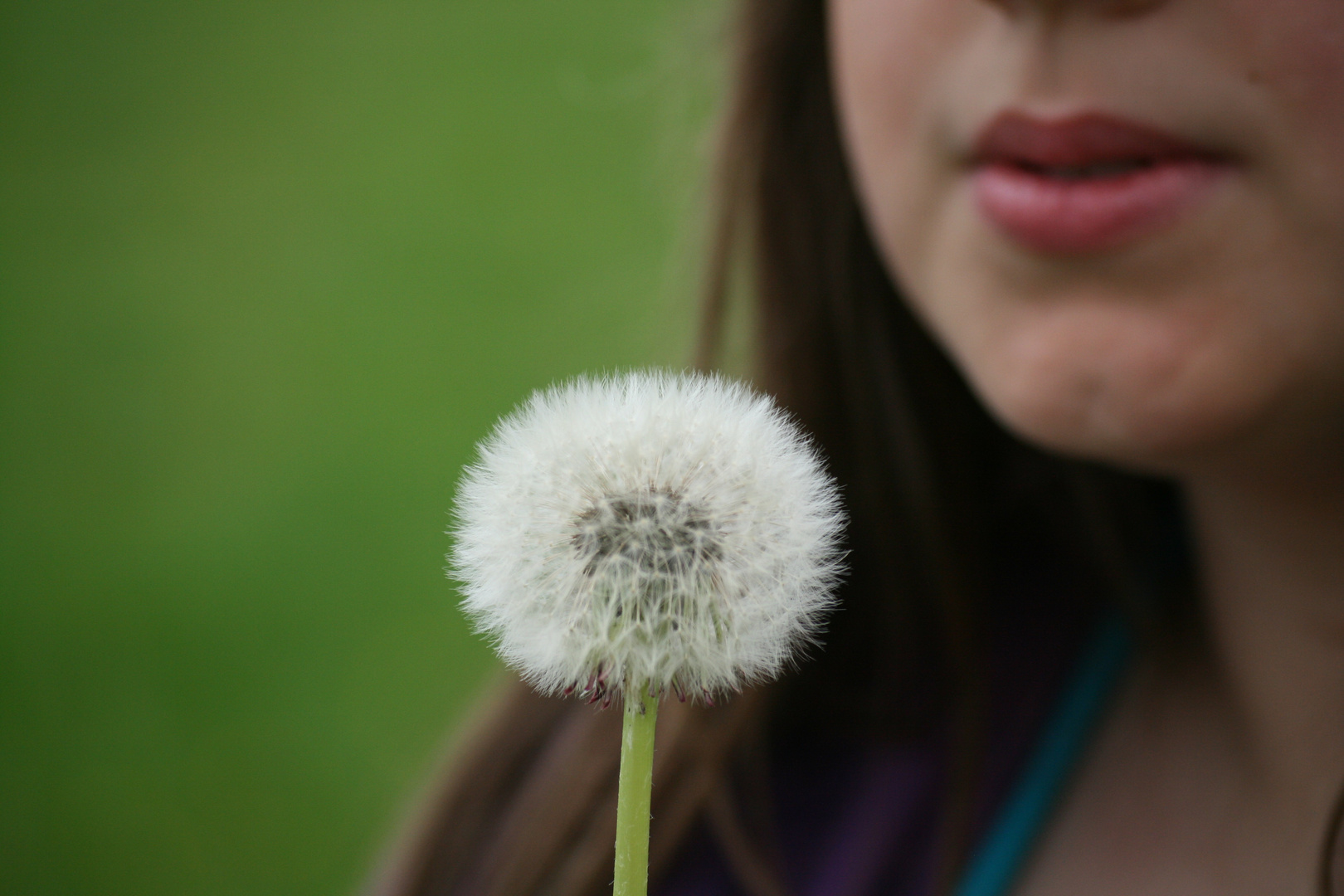 Pusteblume