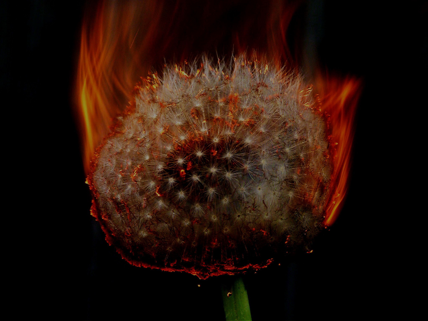 Pusteblume Feuer