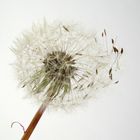 Pusteblume