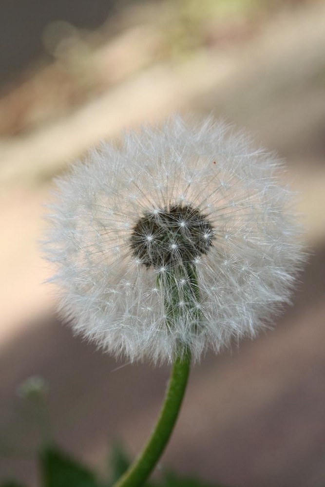 Pusteblume