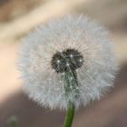 Pusteblume