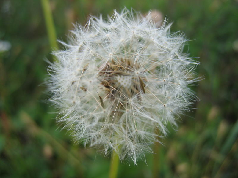 Pusteblume