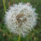 Pusteblume