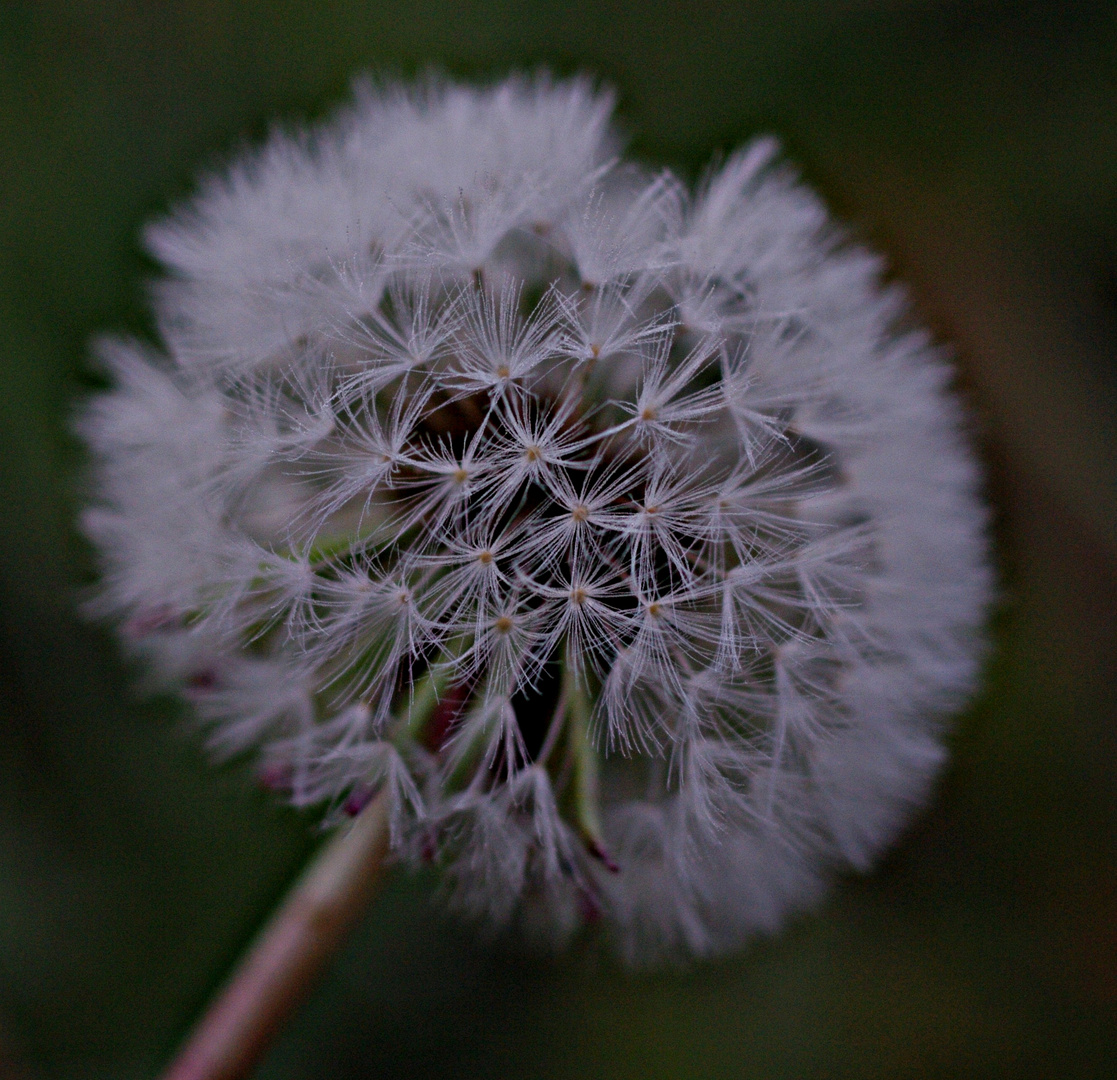 Pusteblume