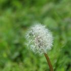 Pusteblume