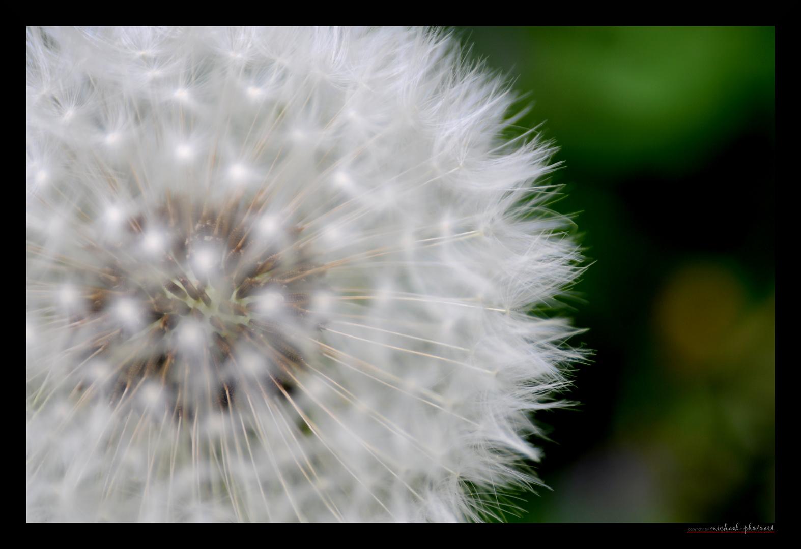 Pusteblume