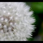 Pusteblume