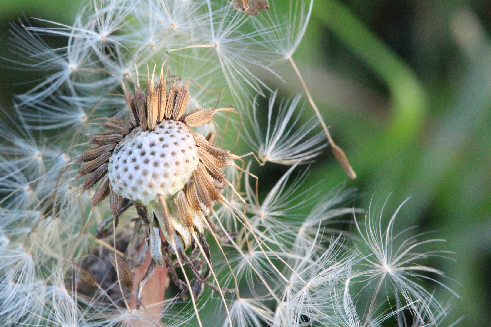 Pusteblume