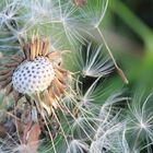 Pusteblume