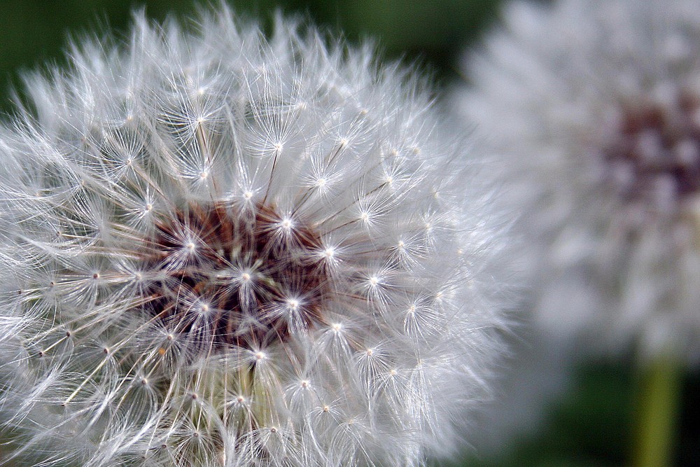 Pusteblume