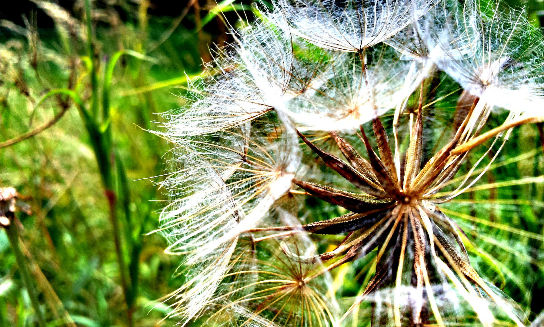 Pusteblume