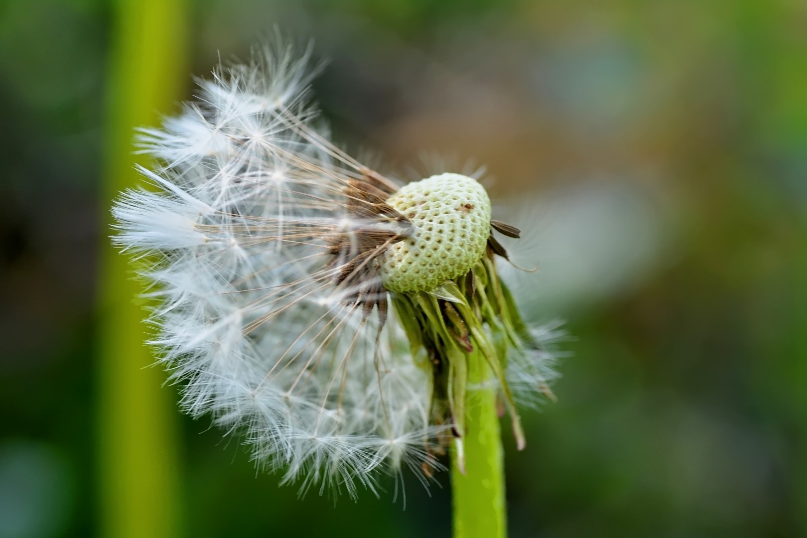 Pusteblume