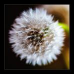 Pusteblume, flauschig