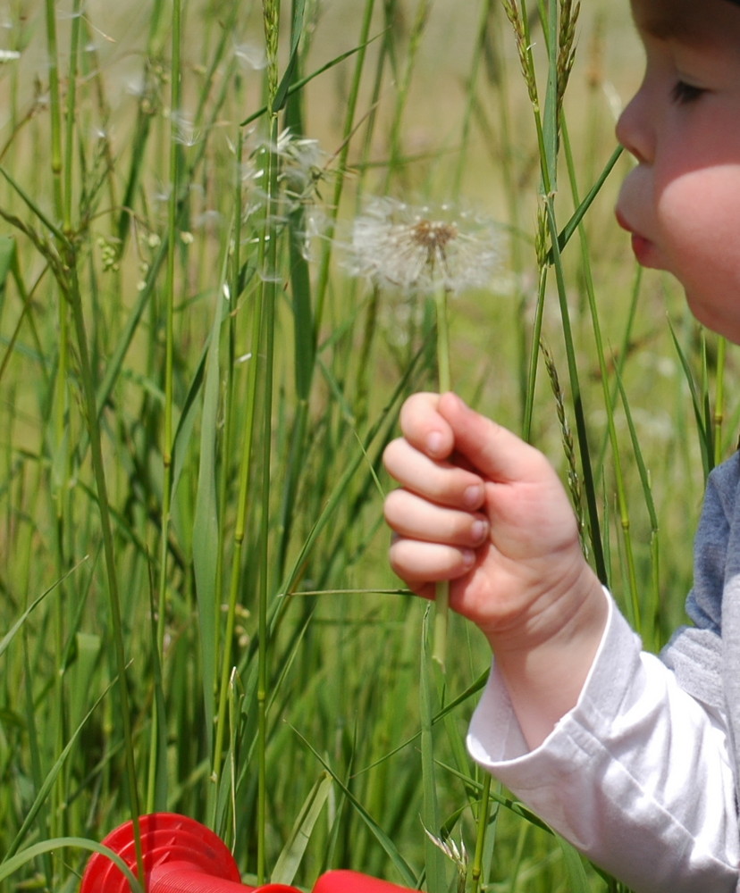 Pusteblume - flieg