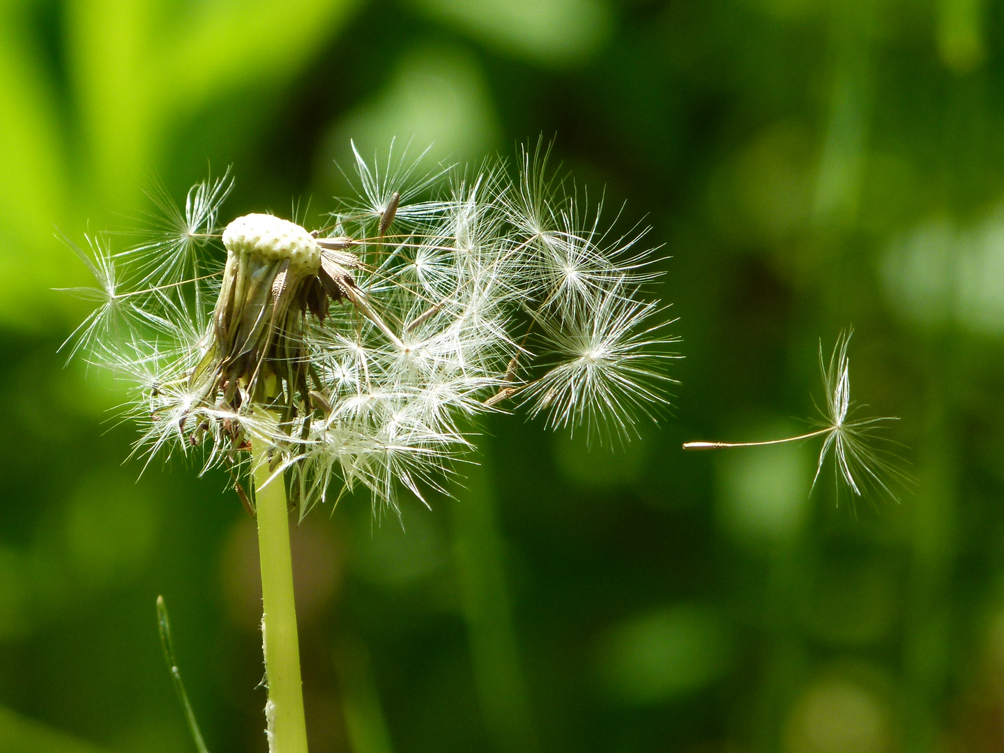 Pusteblume flieg